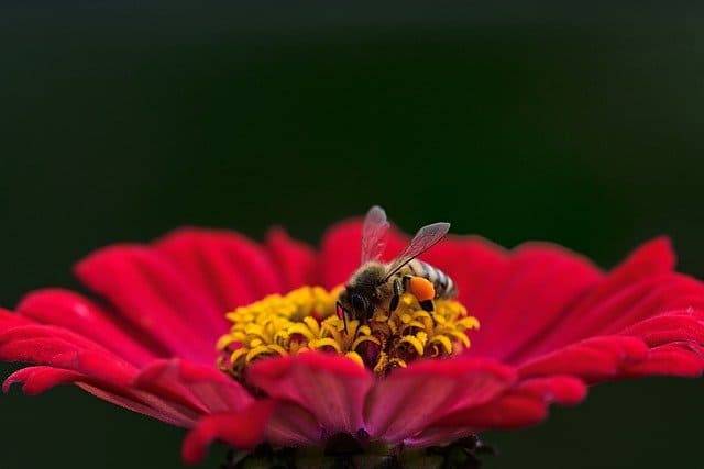 abeja